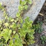 Theligonum cynocrambe Yaprak