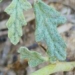 Neurada procumbens Blad