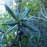 Acropogon margaretae Fruit