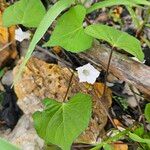 Ipomoea lacunosa Blüte