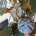 Begonia erythrophylla Φύλλο