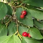 Cotoneaster multiflorus 果實