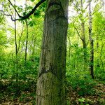 Quercus shumardii Bark