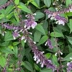 Salvia leucantha Цветок