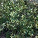 Acacia myrtifolia Vekstform