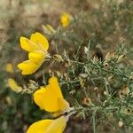 Ulex europaeusᱵᱟᱦᱟ