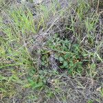 Eriogonum nudum Habitat