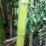 Bambusa vulgaris Кора