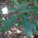 Quercus variabilis Leaf