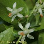Asparagus asparagoides Blüte