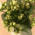 Kalanchoe blossfeldiana 葉