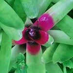 Neoregelia carolinaeBlüte