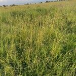 Themeda triandra ശീലം