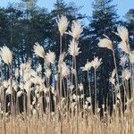 Miscanthus sinensis Mbuma