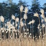 Miscanthus sinensis Frukt