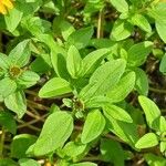Sanvitalia procumbens Likasa