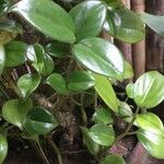 Peperomia serpens Folla