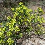 Euphorbia dendroides ᱮᱴᱟᱜ