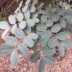 Delonix pumila Hoja