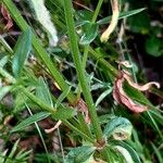 Galium boreale Bark