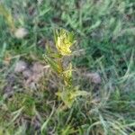 Rhinanthus major Flower