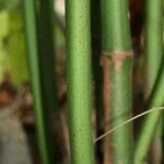 Leea guineensis बार्क (छाल)