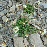 Arabis collina Leaf