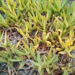 Carpobrotus edulis Leaf