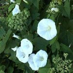 Convolvulus silvaticus Συνήθη χαρακτηριστικά