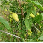 Chimonanthus praecox Fruit