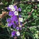 Limonium sinuatumЦветок