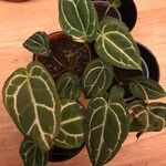 Anthurium crystallinum Hoja