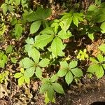 Panax quinquefolius Blad