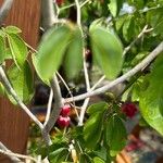 Calliandra tergemina Folha