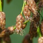 Schoenoplectus tabernaemontani Blüte