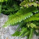 Asplenium marinum Leaf