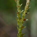 Selaginella helvetica ഫലം