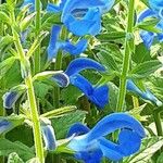 Salvia patens Агульны выгляд