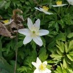 Anemone nemorosa Çiçek