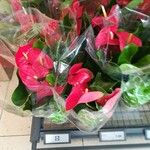 Anthurium scherzerianumFlower