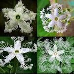 Trichosanthes cucumerina Blüte