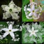 Trichosanthes cucumerina Flor