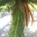 Cycas revoluta List