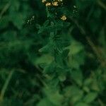 Hypericum ellipticum 整株植物