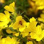 Oenothera fruticosa Hábito