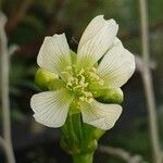 Dionaea muscipulaBlodyn