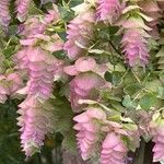 Origanum scabrum Flower