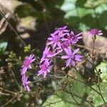 Pericallis papyracea Floro