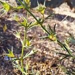 Teucrium pseudochamaepitys Fruchs