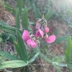 Lathyrus heterophyllus Flower